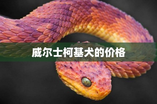 威爾士柯基犬的價格
