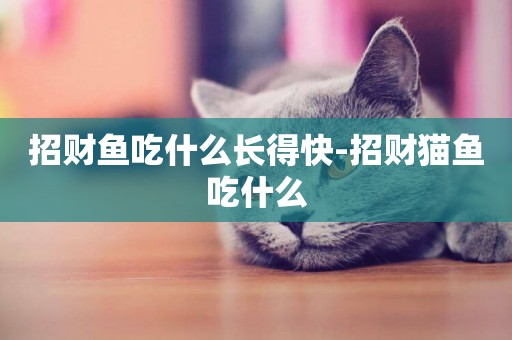 招財魚吃什么長得快-招財貓魚吃什么