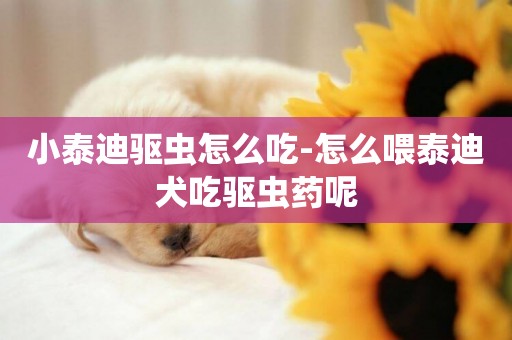 小泰迪驅蟲怎么吃-怎么喂泰迪犬吃驅蟲藥呢