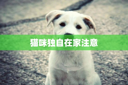 貓咪獨自在家注意