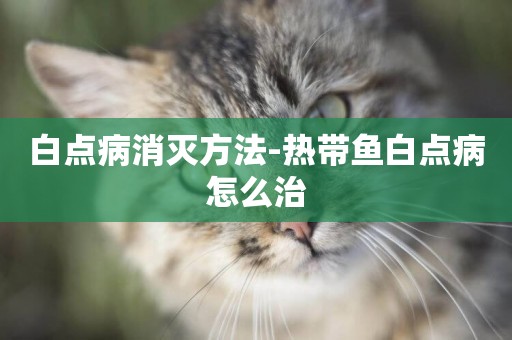 白點病消滅方法-熱帶魚白點病怎么治