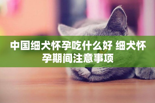中國細犬懷孕吃什么好 細犬懷孕期間注意事項