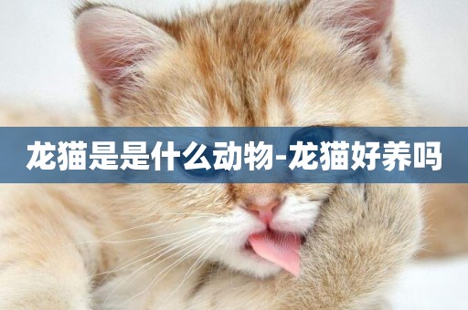 龍貓是是什么動物-龍貓好養嗎