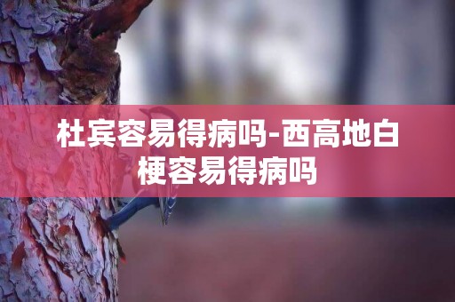 杜賓容易得病嗎-西高地白梗容易得病嗎