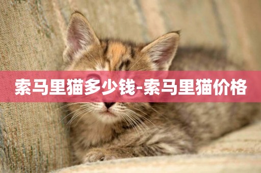 索馬里貓多少錢-索馬里貓價格