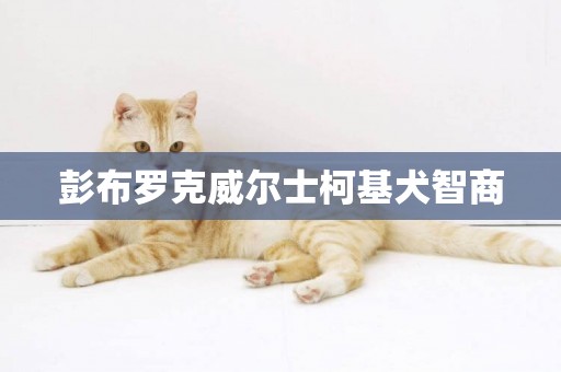 彭布羅克威爾士柯基犬智商