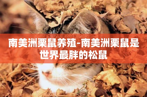 南美洲栗鼠養殖-南美洲栗鼠是世界最胖的松鼠