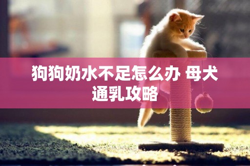 狗狗奶水不足怎么辦 母犬通乳攻略