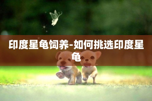 印度星龜飼養-如何挑選印度星龜