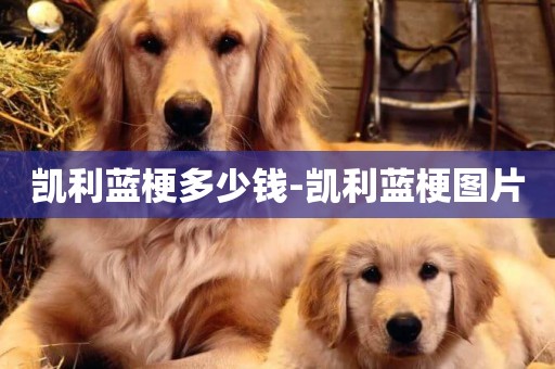 凱利藍梗多少錢-凱利藍梗圖片