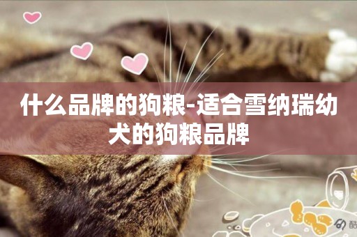什么品牌的狗糧-適合雪納瑞幼犬的狗糧品牌