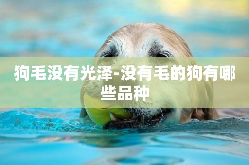 狗毛沒有光澤-沒有毛的狗有哪些品種