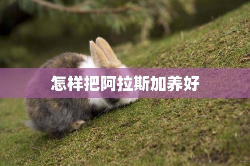 怎樣把阿拉斯加養好