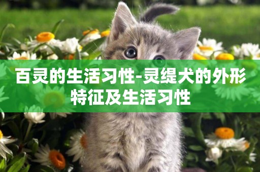 百靈的生活習性-靈緹犬的外形特征及生活習性
