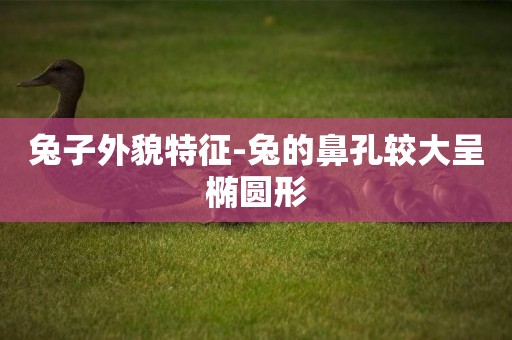 兔子外貌特征-兔的鼻孔較大呈橢圓形