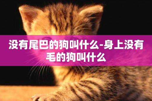 沒有尾巴的狗叫什么-身上沒有毛的狗叫什么