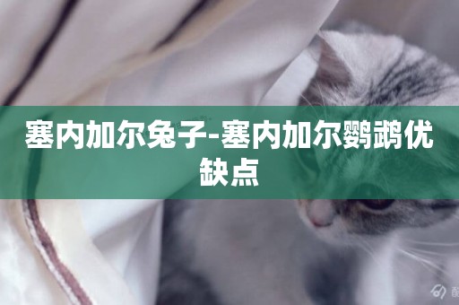 塞內加爾兔子-塞內加爾鸚鵡優缺點