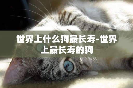 世界上什么狗最長壽-世界上最長壽的狗