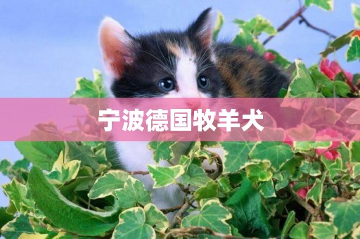 寧波德國牧羊犬
