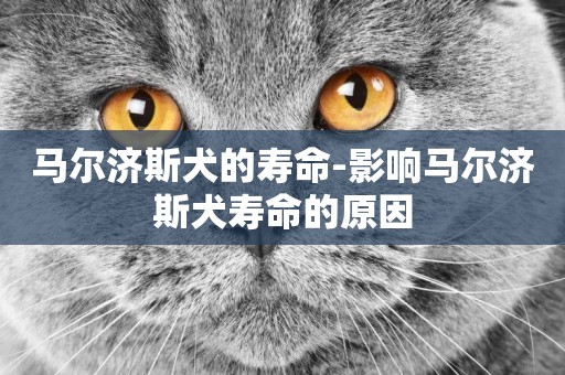 馬爾濟斯犬的壽命-影響馬爾濟斯犬壽命的原因