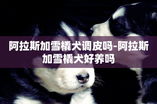阿拉斯加雪橇犬調皮嗎-阿拉斯加雪橇犬好養嗎