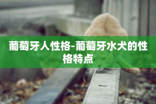 葡萄牙人性格-葡萄牙水犬的性格特點
