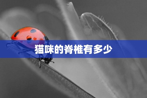 貓咪的脊椎有多少