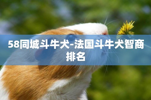 58同城斗牛犬-法國斗牛犬智商排名