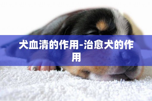 犬血清的作用-治愈犬的作用