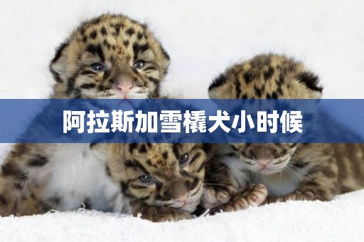 阿拉斯加雪橇犬小時候