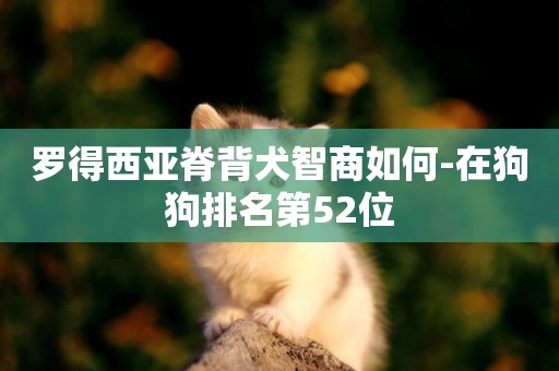 羅得西亞脊背犬智商如何-在狗狗排名第52位