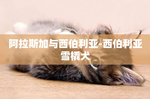 阿拉斯加與西伯利亞-西伯利亞雪橇犬
