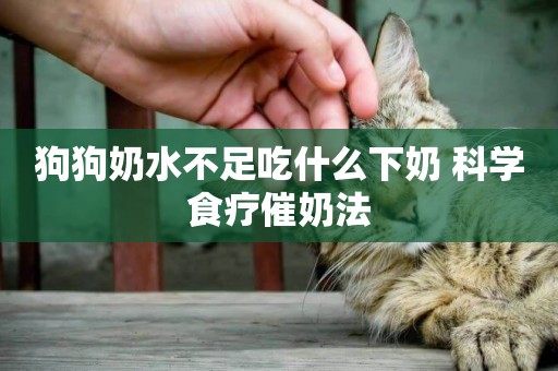 狗狗奶水不足吃什么下奶 科學食療催奶法