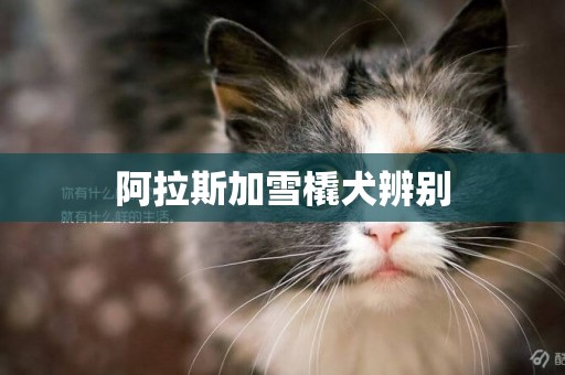阿拉斯加雪橇犬辨別