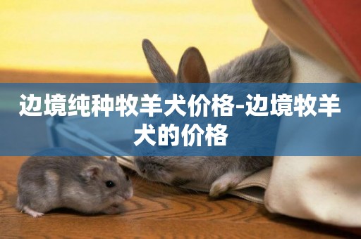邊境純種牧羊犬價格-邊境牧羊犬的價格