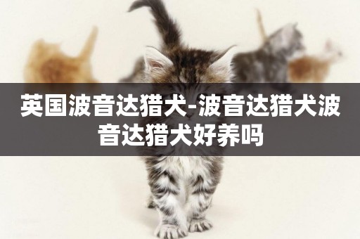 英國波音達獵犬-波音達獵犬波音達獵犬好養嗎
