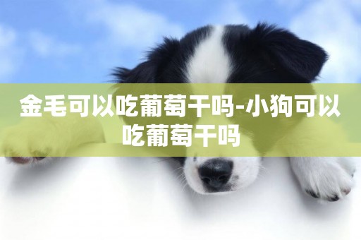 金毛可以吃葡萄干嗎-小狗可以吃葡萄干嗎