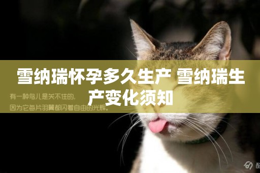 雪納瑞懷孕多久生產 雪納瑞生產變化須知