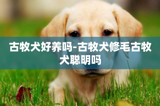 古牧犬好養嗎-古牧犬修毛古牧犬聰明嗎