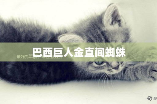 巴西巨人金直間蜘蛛