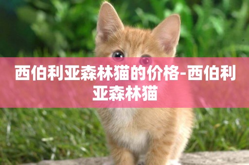 西伯利亞森林貓的價格-西伯利亞森林貓