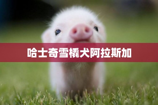 哈士奇雪橇犬阿拉斯加