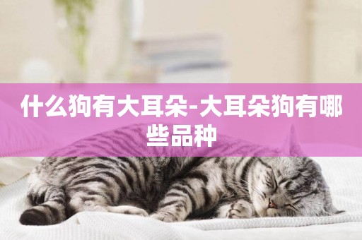 什么狗有大耳朵-大耳朵狗有哪些品種