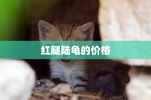 紅腿陸龜的價格