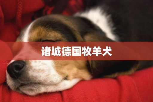 諸城德國牧羊犬