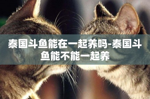 泰國斗魚能在一起養嗎-泰國斗魚能不能一起養