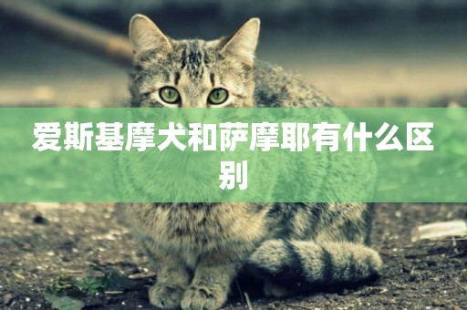 愛斯基摩犬和薩摩耶有什么區別