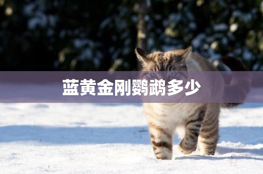 藍黃金剛鸚鵡多少