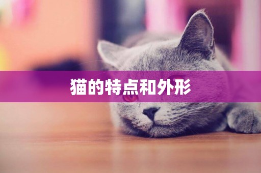 貓的特點和外形