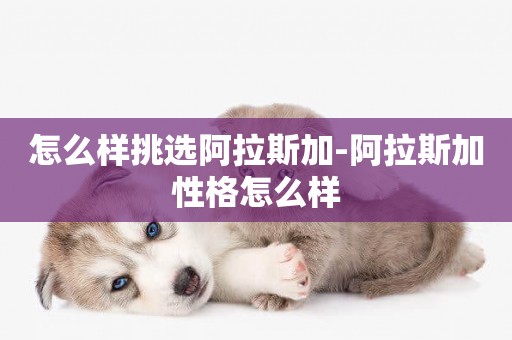 怎么樣挑選阿拉斯加-阿拉斯加性格怎么樣